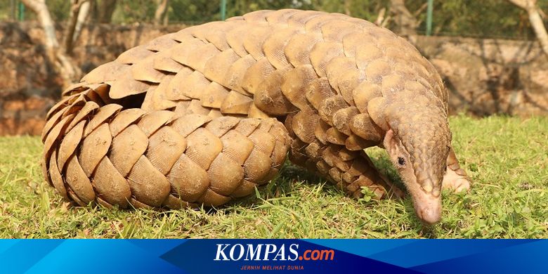 Trenggiling Diduga Penyebar Virus Corona Mengapa Orang China Makan Trenggiling Halaman All Kompas Com