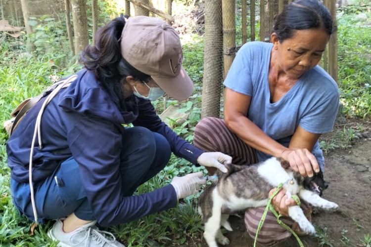 Petugas Dinas Pertanian Kabupaten Buleleng menyuntik vaksin rabies pada anjing.