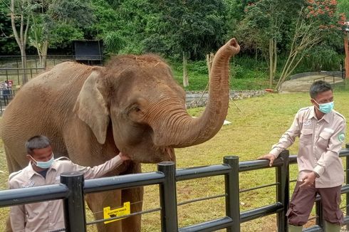 Tidak Sembarangan, Begini Cara Pemindahan 2 Gajah dari Bali ke Lembang