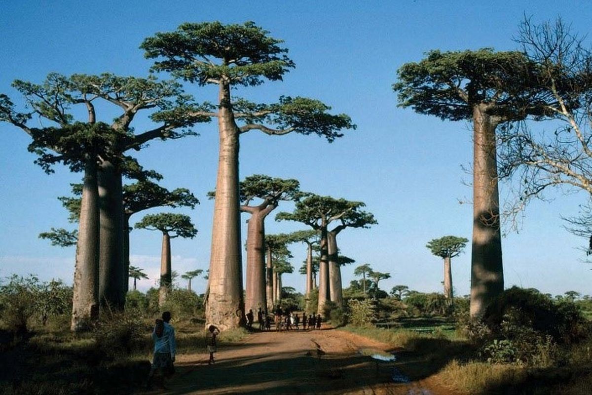 Peneliti mengidentifikasi ribuan tanaman yang berpotensi kaya akan vitamin B, salah satunya adalah biji beberapa dari pohon Baobab di Madagaskar. 