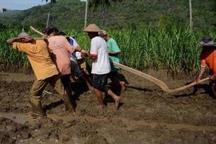 Buruh tani yang tergabung dalam Kelompok Dasa Wisma Ngudi Rukun menggunakan tenaga mereka untuk menarik bajak guna mengolah tanah sawah di Dusun Klepu, Desa Temuwuh, Dlingo, Bantul, DI Yogyakarta, Selasa (11/12/2012). Terbatasnya kemampuan ekonomi membuat mereka tidak mampu membeli traktor maupun sapi untuk menarik bajak. Mereka hanya bisa menanti datangnya bantuan dari Pemerintah Kabupaten Bantul yang tidak kunjung tiba meskipun telah mengajukan proposal permohonan bantuan pengadaan sapi maupun traktor sejak bertahun-tahun lalu. 