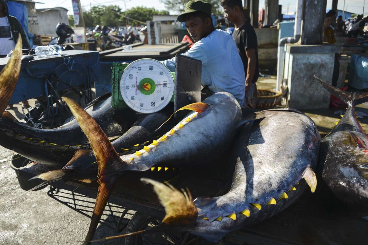 Seorang pria memindahkan ikan tuna yellowfin di pelabuhan ikan di Banda Aceh, Kamis (4/4/2019).