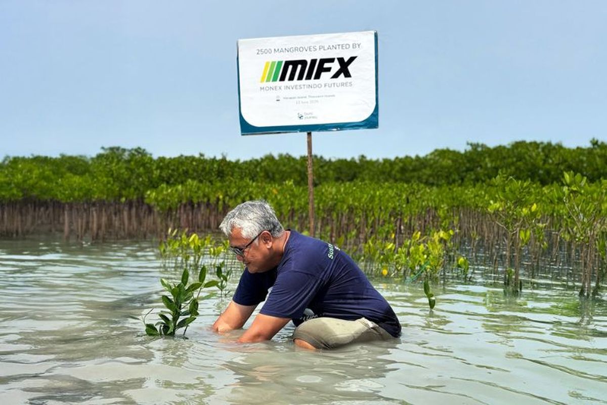 MIFX tanam 2.500 mangrove di Pulau Harapan. 