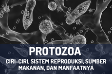 Protozoa: Ciri-ciri, Sistem Reproduksi, Sumber Makanan, dan Manfaatnya