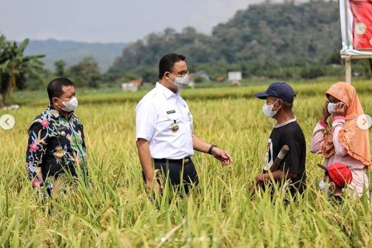 Gubernur DKI Jakarta Anies Baswedan menggelar panen raya tanaman padi di Sumedang, Jawa Barat, Jumat (11/6/2021)