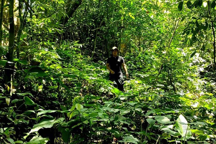 Macan tutul di Pegunungan Sanggabuana kembali tertangkap kamera trap. yang dipasang Irfan Hakim ketika ikut dalam tim Sanggabuana Wildlife Expedition.
