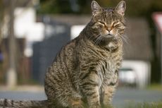 Benarkah Usia Kucing Liar Lebih Pendek? 
