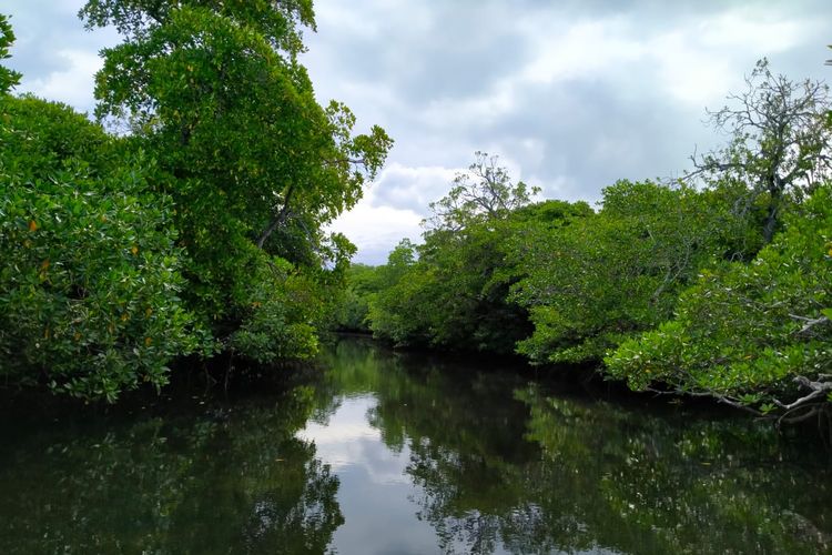 Hutan mangrove di Pulau Kaledupa, Kabupaten Wakatobi dilindungi dengan aturan adat agar tetap terjaga kelestariannya. 