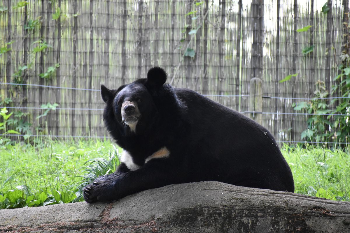 Ilustrasi beruang hitam Asiatik atau Asiatic black bear (Ursus thibetanus).
