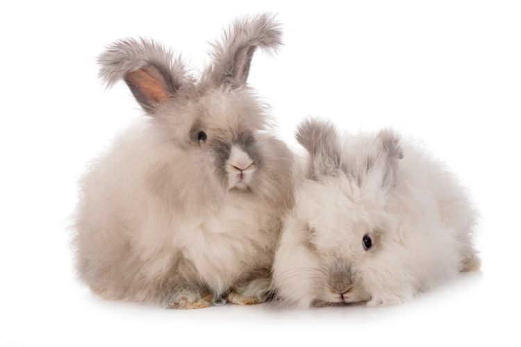 English angora, salah satu kelinci terkecil di dunia