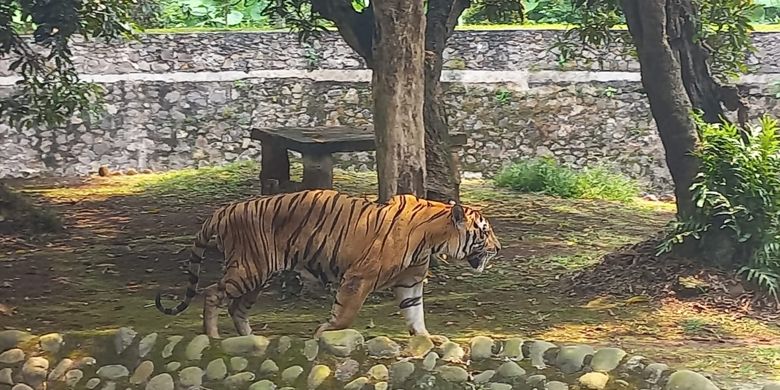 Taman Margasatwa Ragunan Diminta Tak Lagi Beri Makan Daging Murah ke Hewan Karnivora Halaman all - Kompas.com