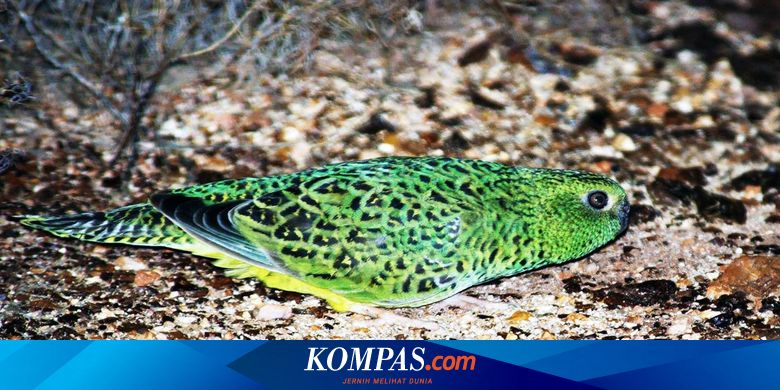 かつては神話と考えられていたが、100年間姿を消した鳥がオーストラリアの砂漠で発見された