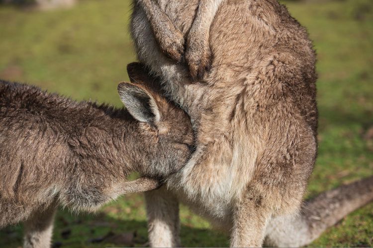 Anak kanguru yang mencoba masuk ke dalam kantong di perut induknya. 
