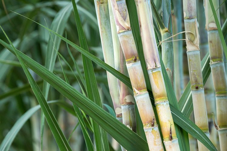 Ilustrasi kebun tebu