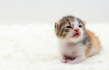 Cara Merawat Anak Kucing yang Baru Lahir Tanpa Induk Halaman all ...