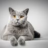 Pentingnya Vaksinasi untuk Kucing