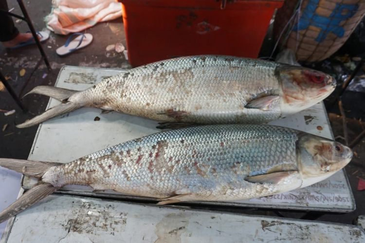 Ikan bandeng yang dijual dalam pasar bandeng di Gresik.