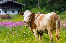 Meski Digugat, Sapi-sapi di Bavaria Tetap Boleh Pakai Kalung Lonceng