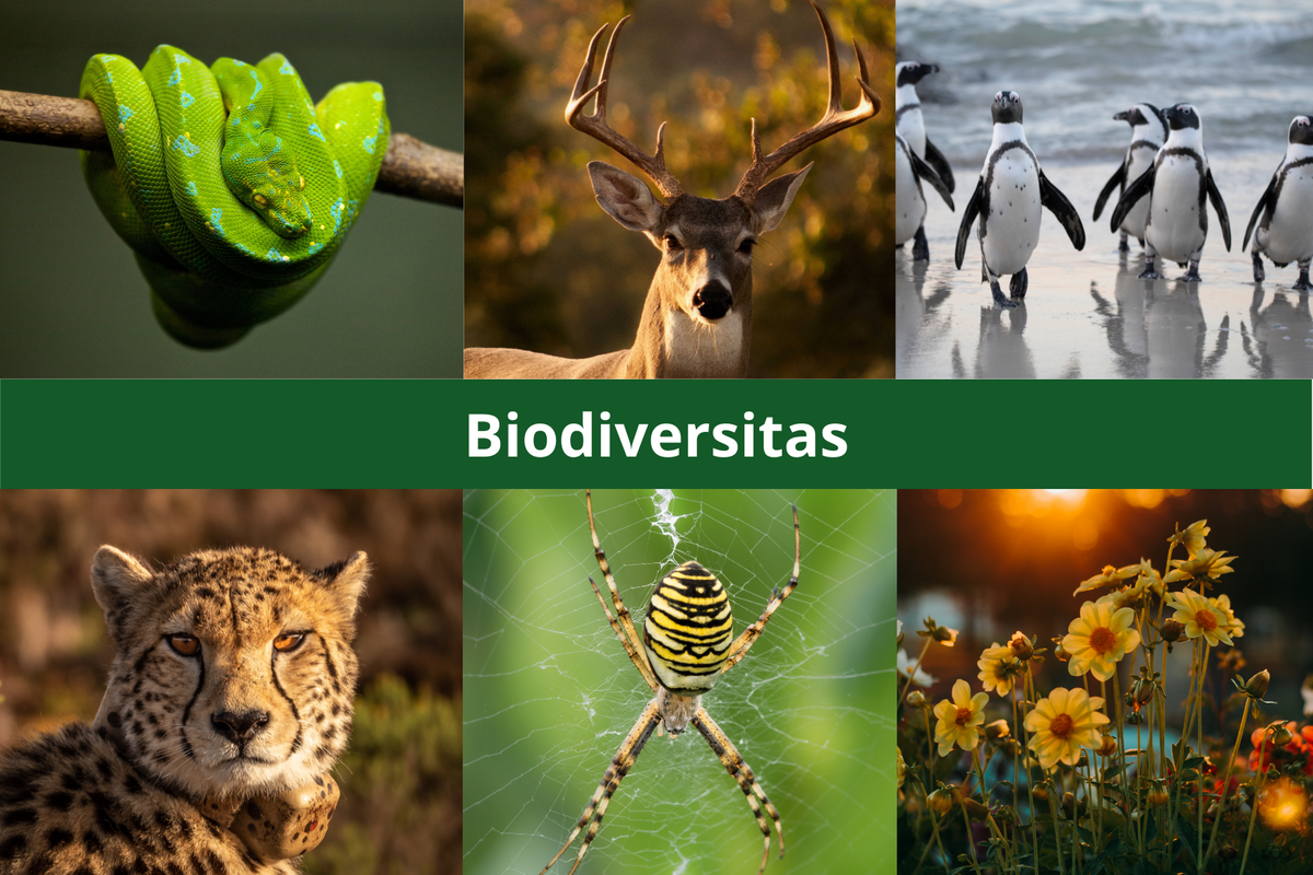 Biodiversitas adalah keragaman hayati termasuk hewan, tumbuha, dan ekologi di permukaan bumi.