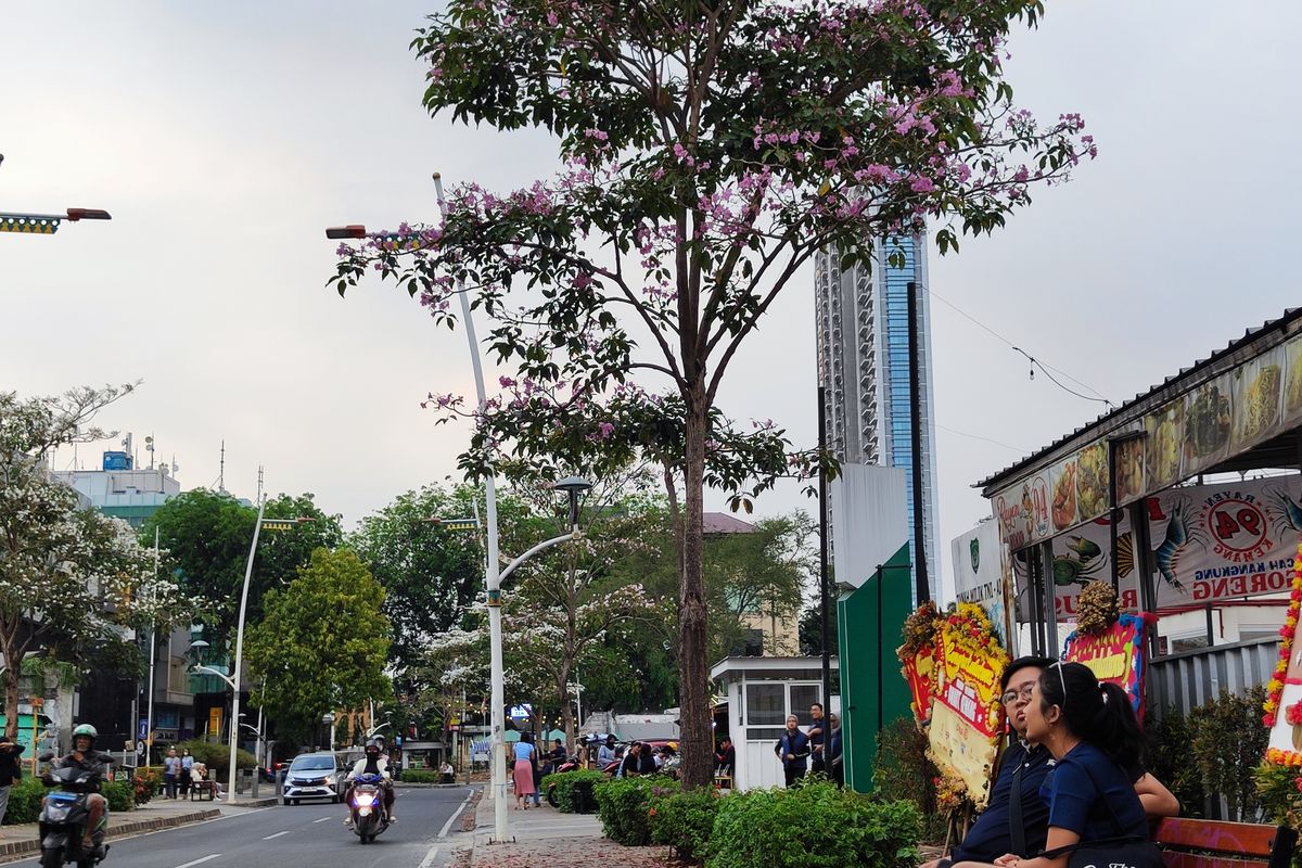 Muda-mudi di Jalan Kemang Raya sedang bersantai di bawah bunga Tabebuya yang bermekaran, Minggu (17/9/2023) sore.