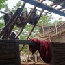 Puting Beliung Terjang Desa Kedungasri Banyuwangi, 5 Rumah Warga Rusak