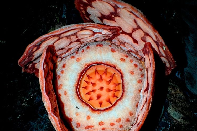Pernah Dianggap Punah, Ini Alasan Rafflesia hasseltii Sulit Ditemukan