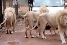 Wanita AS Tewas Diterkam Singa di Sebuah Taman Safari Afsel
