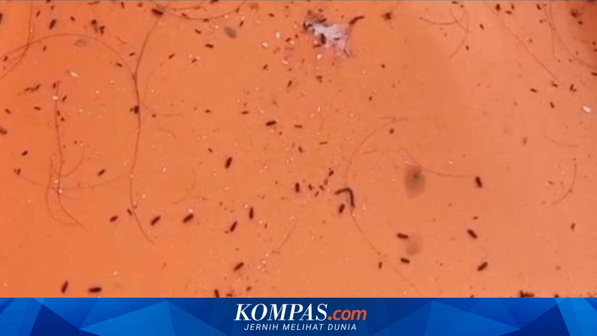 Warga Sekitar Gudang Bulog di Karawang Keluhkan Teror Kutu Beras Masuk Rumah