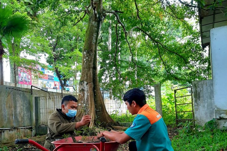 Peneliti menyapih semai Rejasa di SMA Negeri 3 Salatiga.