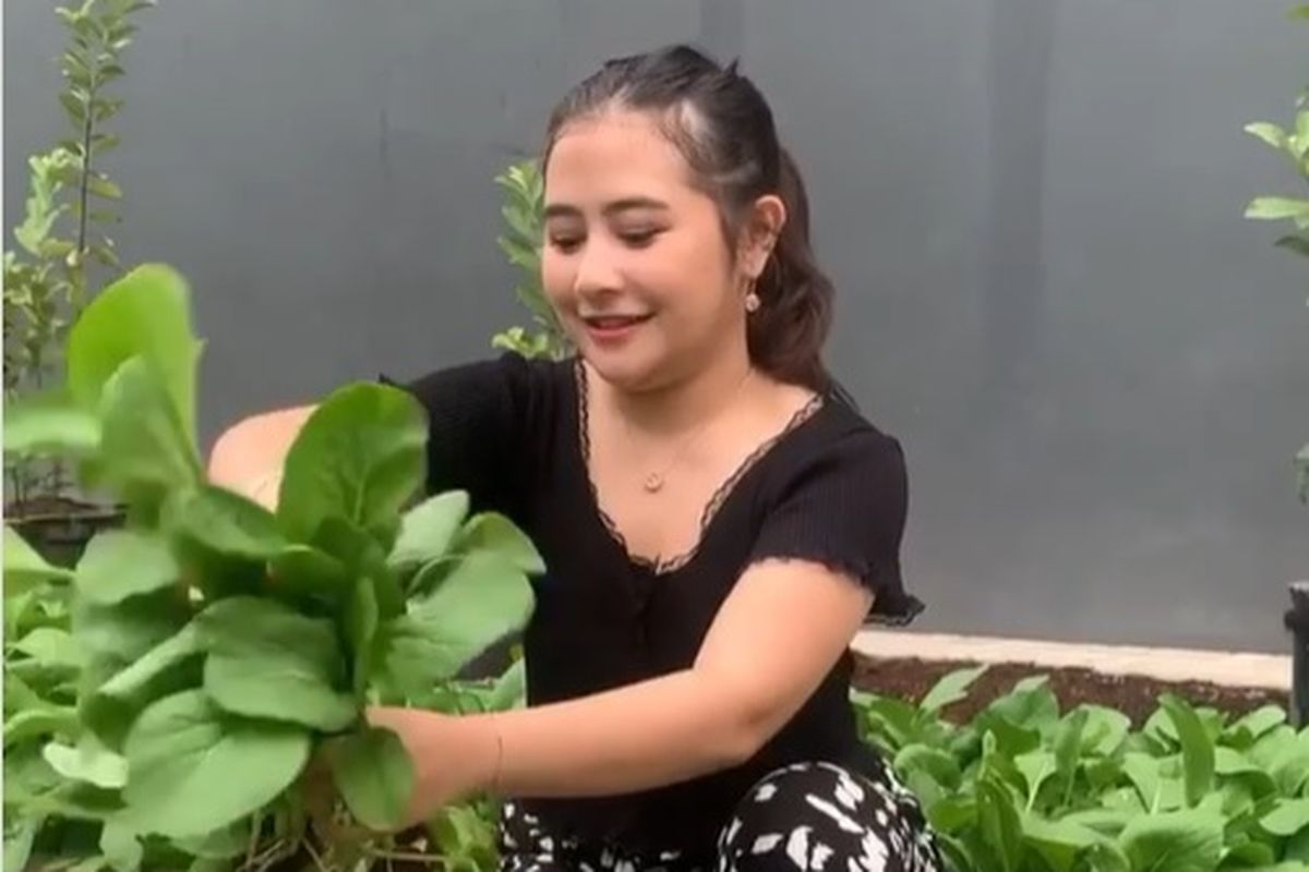Prilly Latuconsina ketika sedang memetik beberapa hasil tanam sayur organik di kebun rumahnya.