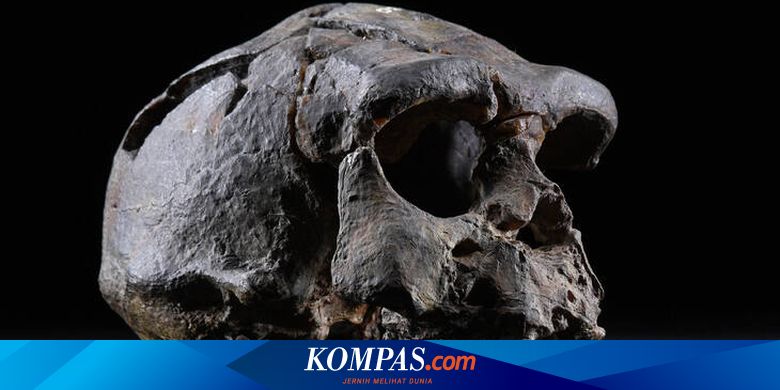 Pithecantropus, Manusia Purba Paling Banyak di Indonesia