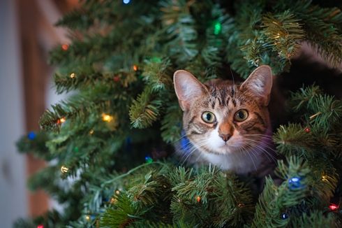 5 Tips Menjauhkan Kucing dari Pohon Natal agar Tidak Rusak 
