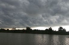 Induk dan Anak Orangutan Sering Masuk Kebun Karet di Ketapang Kalbar Dievakuasi
