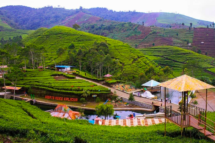 Hamparan kebun teh di Wisata Agro Kaligua, Brebes, yang merupakan kebun teh legendaris sejak zaman Belanda.
