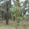 Kebun Kelapa Sawit Tak Bisa Gantikan Fungsi Hutan, Daya Serap Karbon Rendah