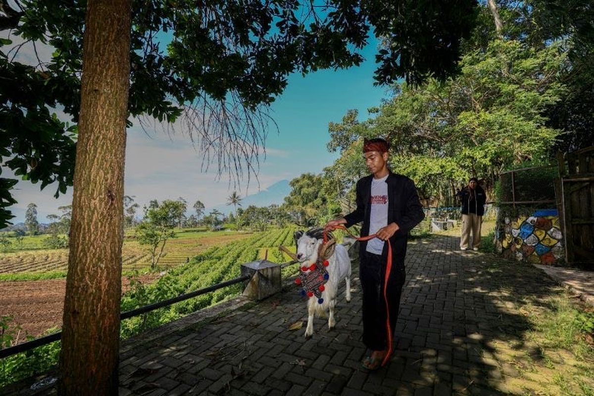 Peternak muda di Desa BRILiaN Sukalaksana, Garut, menggiring Domba Garut peliharaannya di tengah hamparan alam asri. Desa ini dikenal sebagai sentra budidaya Domba Garut yang kini terus berkembang lewat dukungan pelatihan dan peralatan dari BRI Peduli.