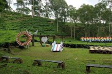 Piknik Santai di Kebun Teh Tanjungsari, Wisata Alam di Wonosobo