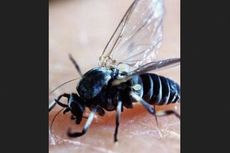 Ratusan Warga Inggris Unggah Luka Mengerikan akibat Lalat Blandford