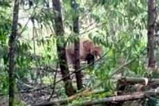 Gajah Betina Kelaparan, Rusak 3 Pondok Warga di OKU Selatan