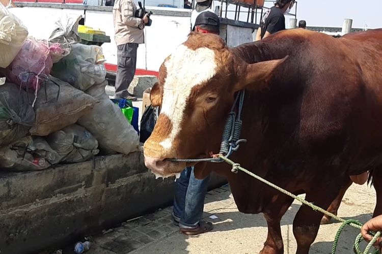 Sapi pemberian Presiden Joko Widodo kepada warga di Pulau Tidung, Kepulauan Seribu