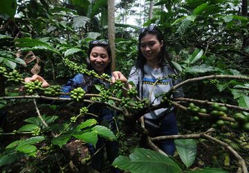 Pasar Organik dan Produk Perkebunan