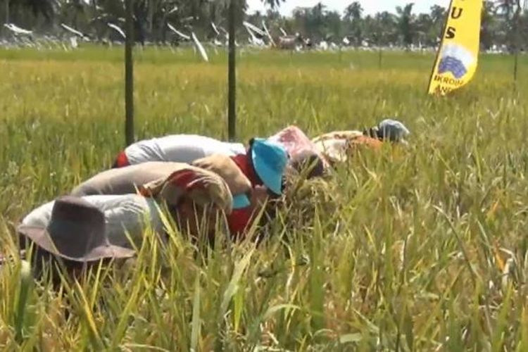 Ilustrasi: Petani tengah memeriksa tanaman padi mereka yang siap dipanen.