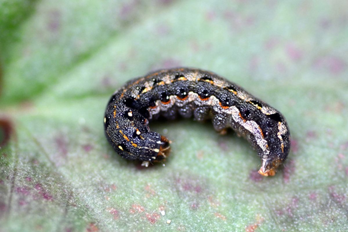 Ilustrasi hama ulat grayak (Spodoptera litura) pada tanaman. 