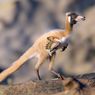 Fosil 90 Juta Tahun Ungkap Bab Hilang Evolusi Dinosaurus Pemakan Semut