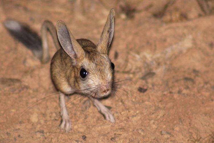 Jerboa adalah salah satu hewan pengerat yang hidup di gurun. Mamalia ini dapat beradaptasi dengan sangat baik di lingkungan paling ekstrem di Bumi. 