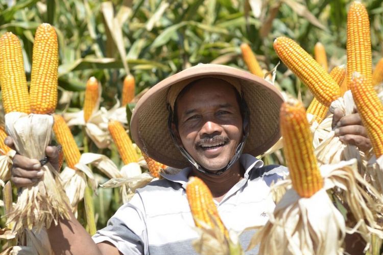 
Jagung adalah satu dari tiga tanaman kebutuhan pangan global. Syngenta meluncurkan bibit jagung NK Perkasa mulai 2017 yang tahan terhadap serangan hama bulai.