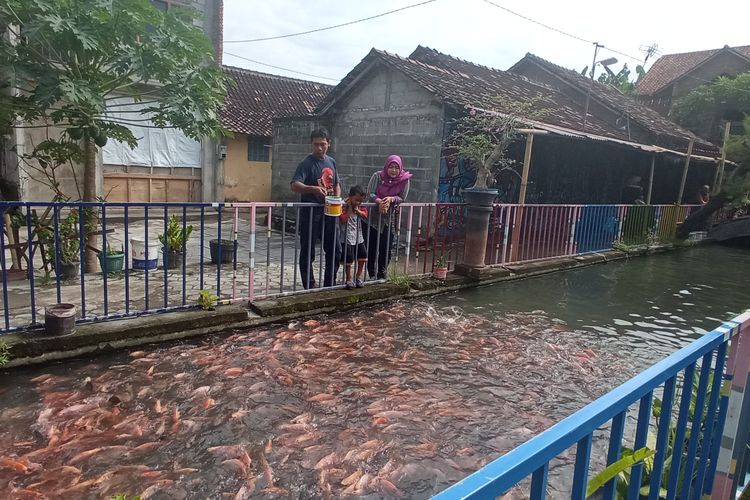 Warga saat memberi makan ikan di saluran irigasi dukuh, Kamis (26/11/2020)