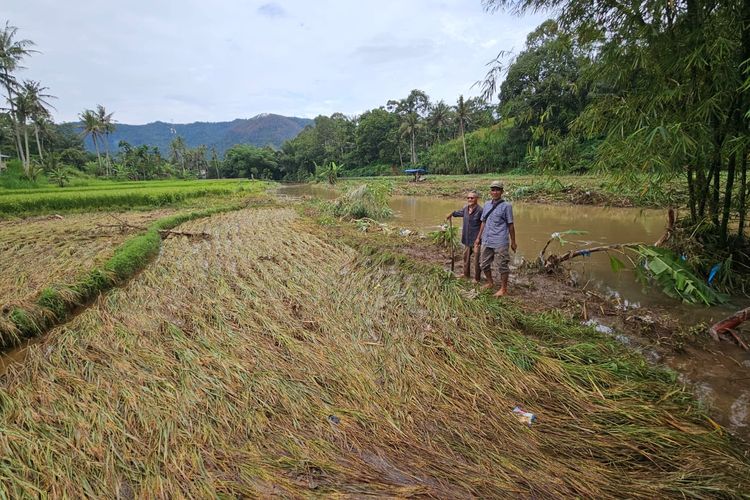 “Air yang Memanen Duluan”, Duka Petani Limapuluh Kota Saat Sawah Siap Panen Diterjang Banjir