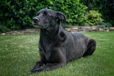 Anjing Hitam Teror Warga di Bali, Masuk Rumah dan Gigit 5 Orang