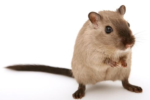 6 Tanda Tikus Bersarang di Rumah, Jangan Diabaikan